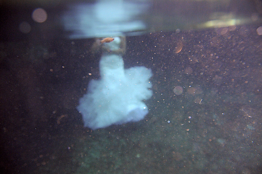 underwater wedding photographer